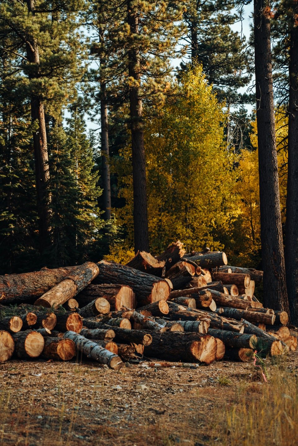 Holzstämme gestapelt im Wald – nachhaltige Forstwirtschaft