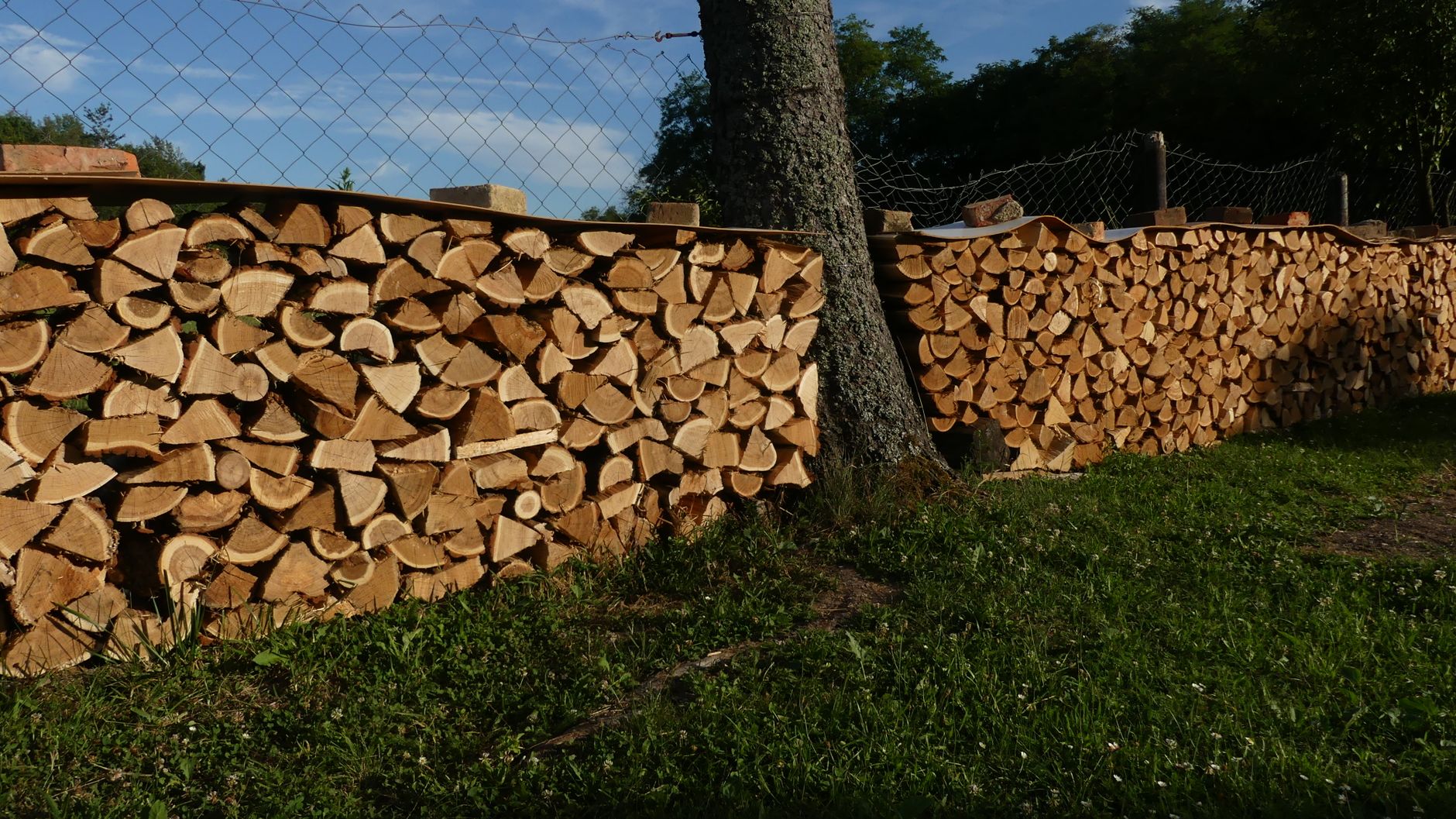 Kostenloses Stock Foto zu abholzung, bauholz, bäume