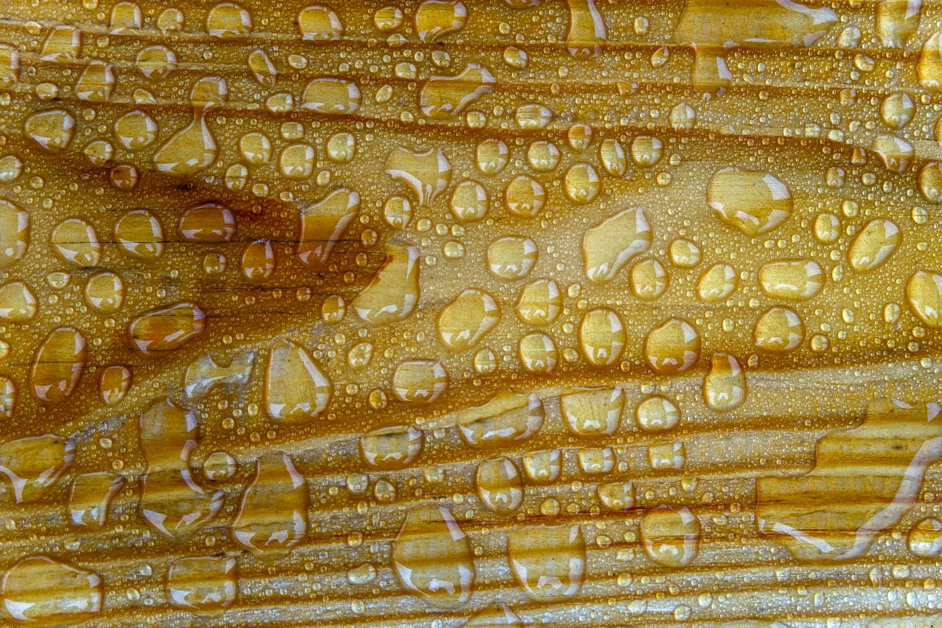 Detailaufnahme von Wassertropfen auf einer Holzoberfläche, die Textur und Muster hervorhebt.
