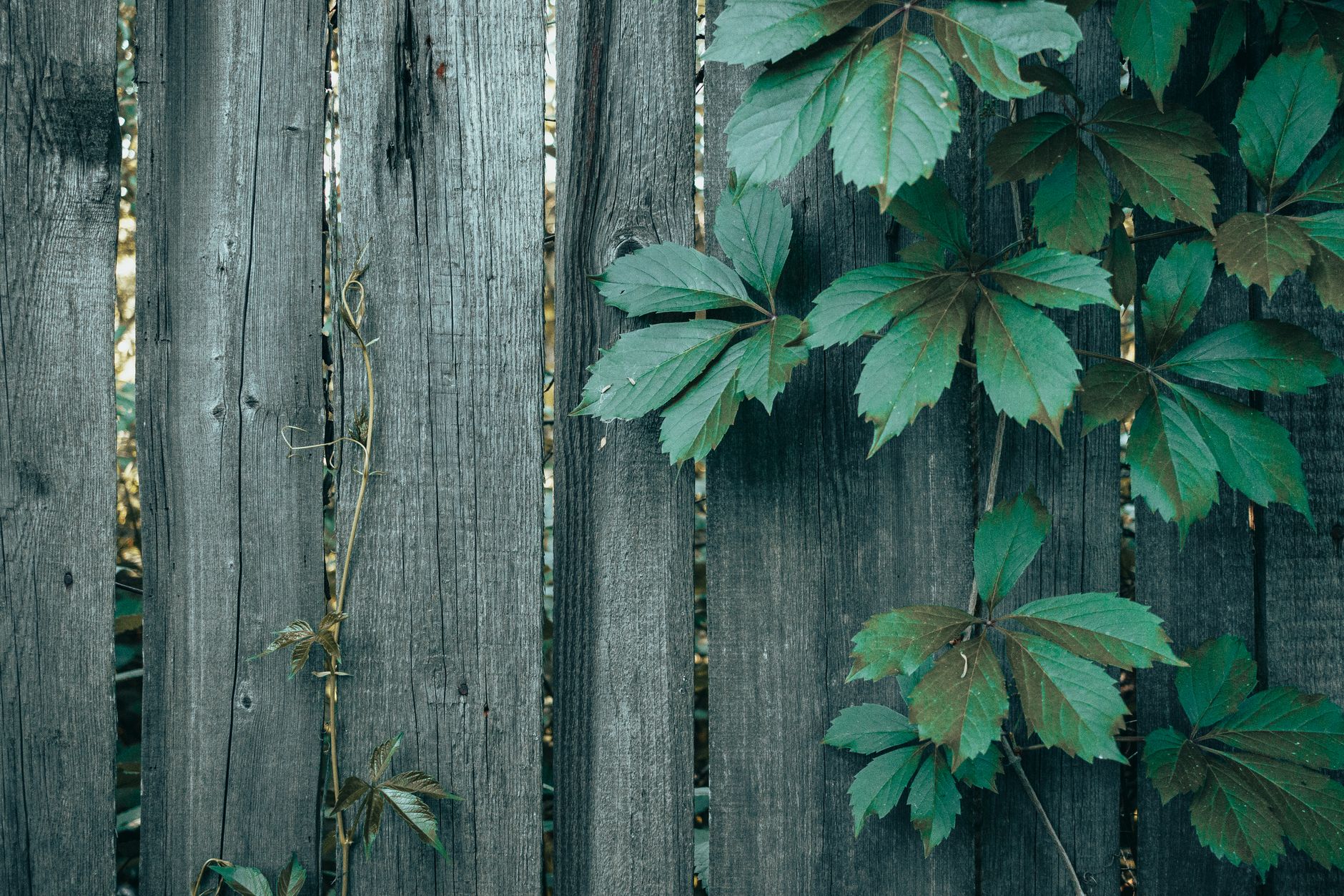Kostenloses Stock Foto zu blattdetail, blätter, botanisch